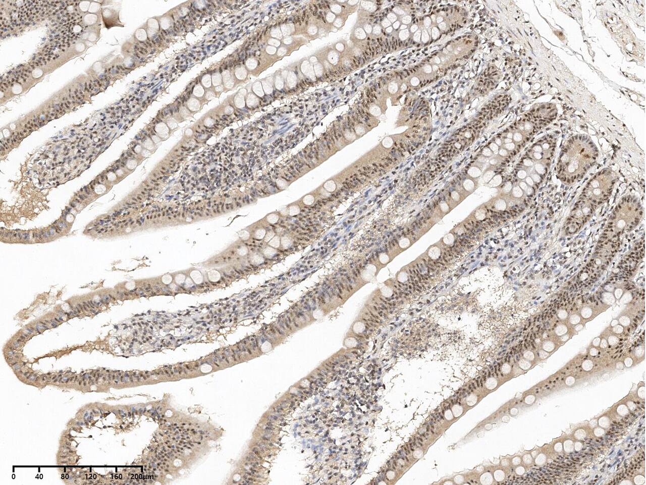 SON Antibody - BSA Free