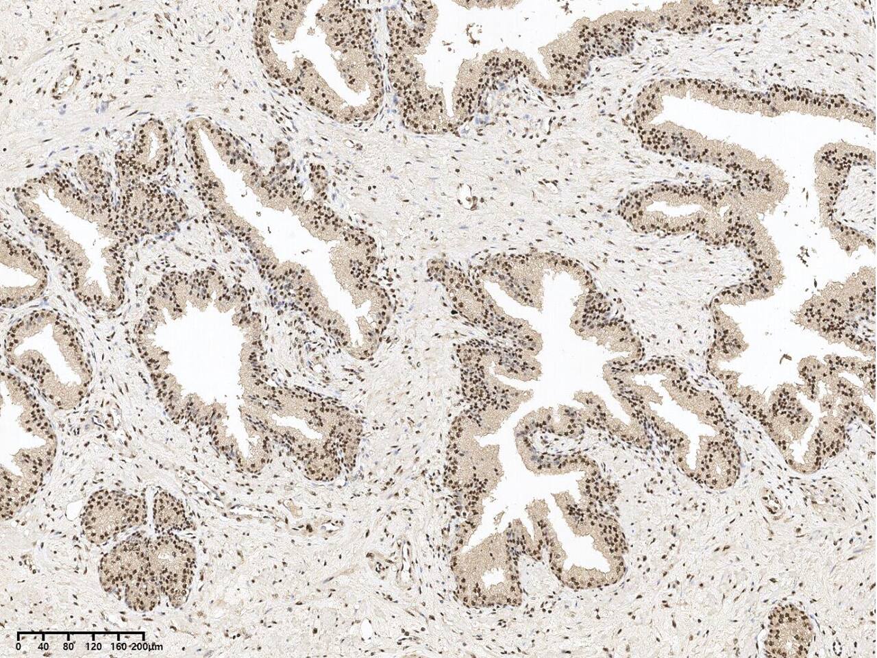 SON Antibody - BSA Free