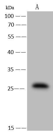 RAB27B Antibody - Azide and BSA Free