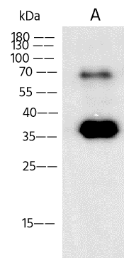 Monkeypox Virus E8L Antibody (14) - Azide and BSA Free