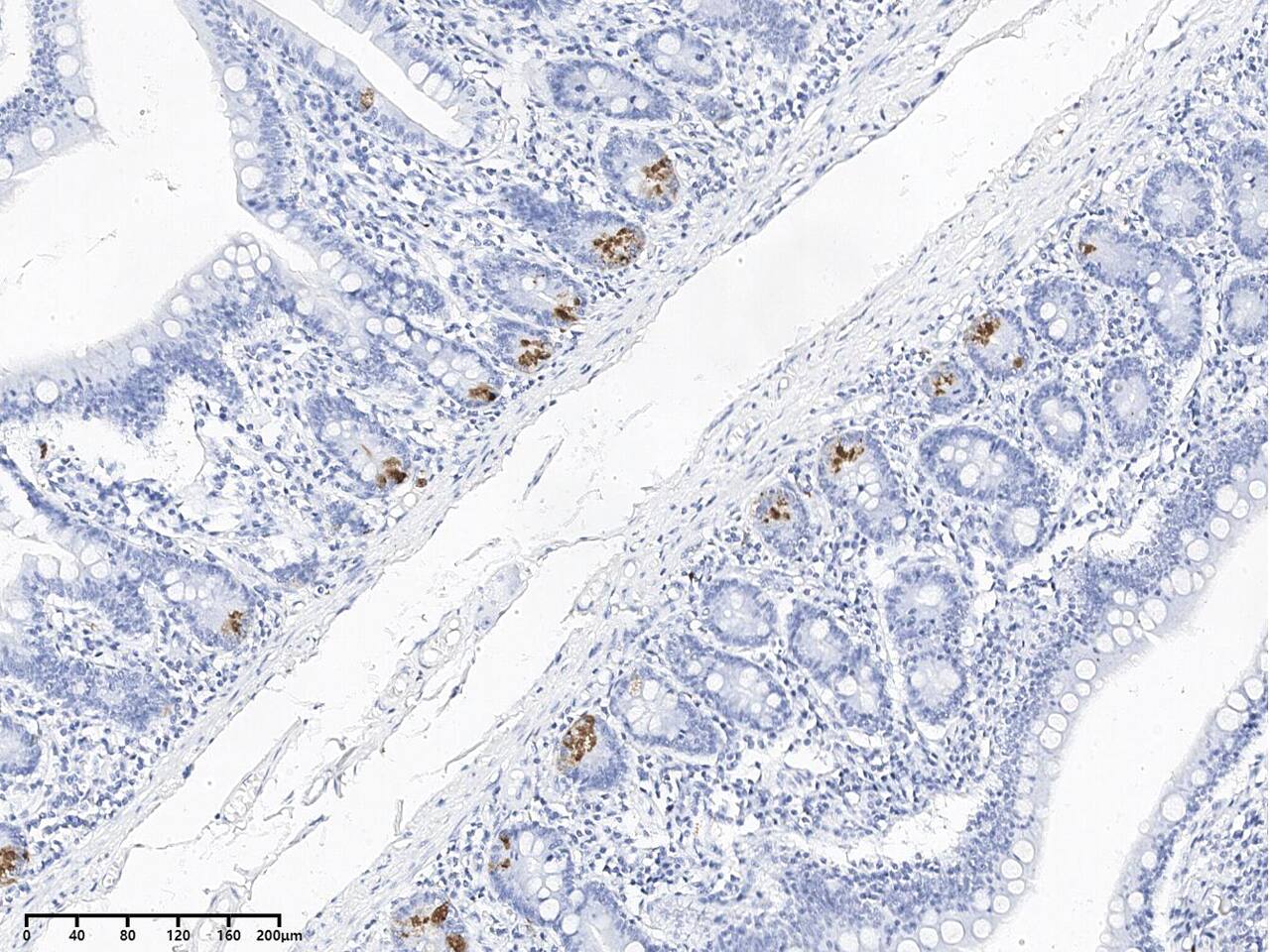 Lysozyme Antibody (095) - Azide and BSA Free