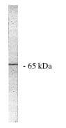 PPP2R1A Antibody