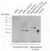 LMW-PTP/ACP1 Antibody