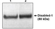 DAB1 Antibody - N-terminal