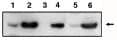 PIG3 Antibody