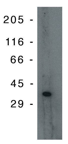 PIG3 Antibody (10A2)