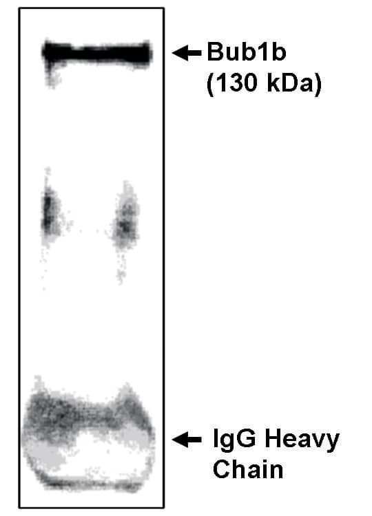 BubR1 Antibody - C-terminus