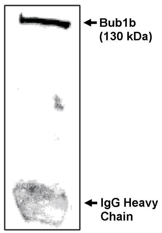 BubR1 Antibody - N-terminal