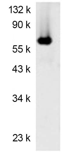 Luciferase Antibody (Luci17)