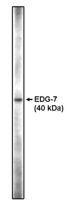 LPAR3/LPA3/EDG-7 Antibody - C-terminus