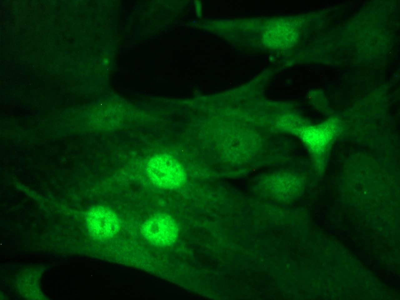 MyoD Antibody (5.2F)