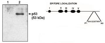 AMID Antibody (HR231)