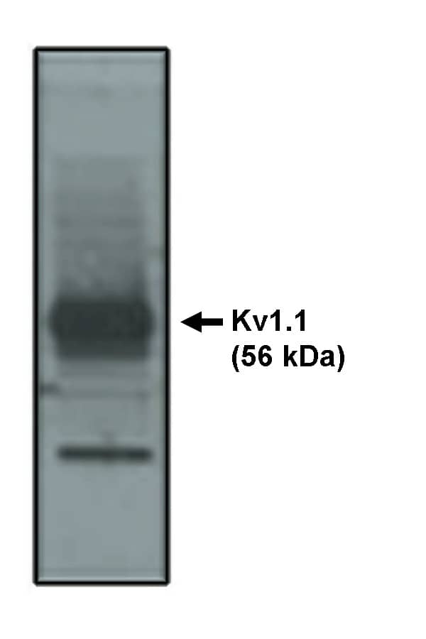 Kv1.1 Antibody