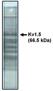 Kv1.5 Antibody