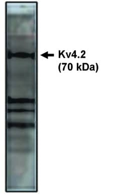 Kv4.2 Antibody