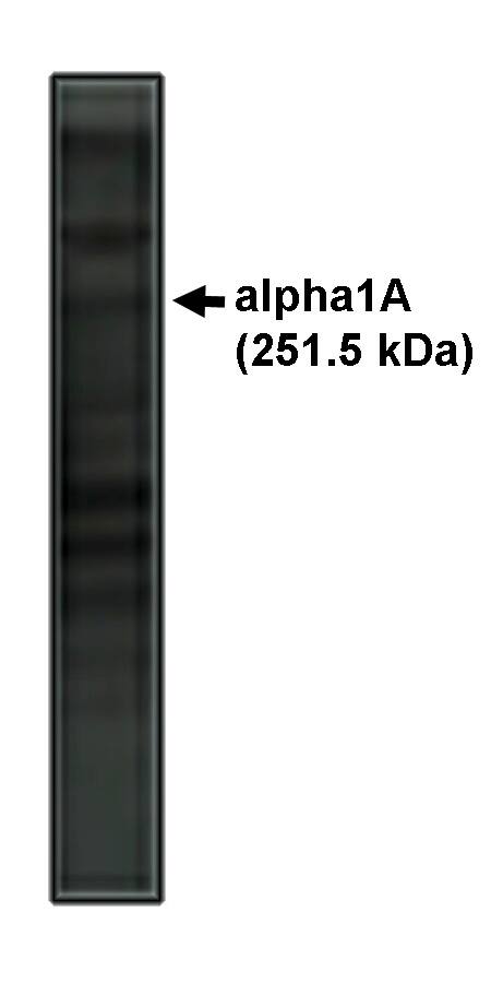 CACNA1A Antibody