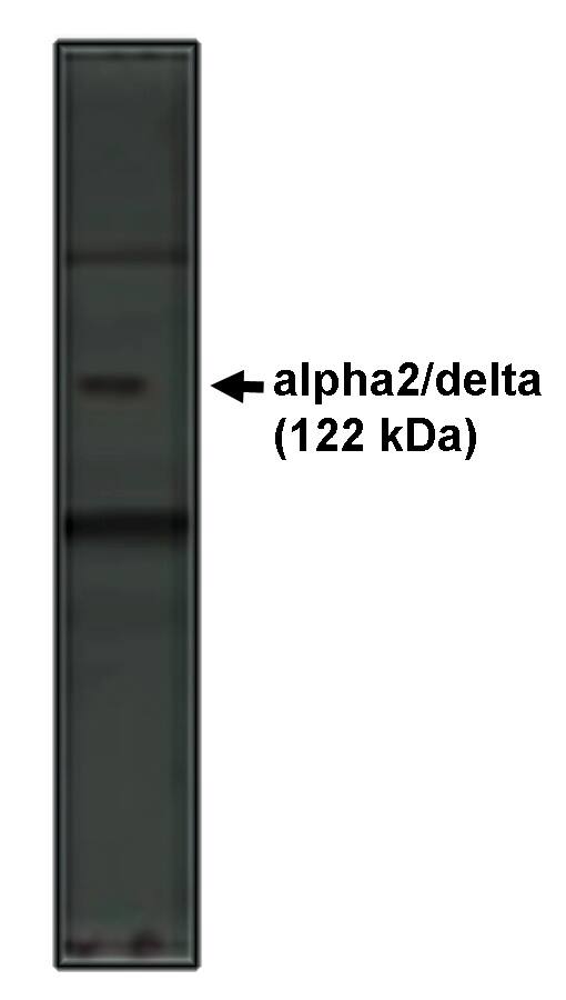 CACNA2D1 Antibody