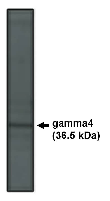 CACNG4 Antibody