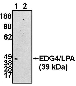 LPAR2/LPA2/EDG-4 Antibody - C-terminus