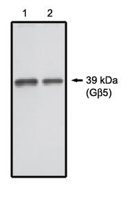 GNB5 Antibody