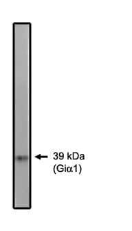 G protein alpha Inhibitor 2 Antibody