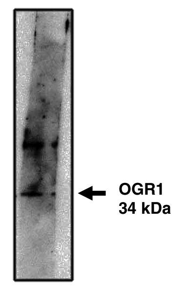 OGR1 Antibody