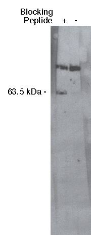 SGPL1 Antibody