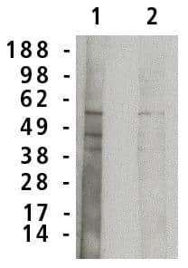 SMPD1 Antibody