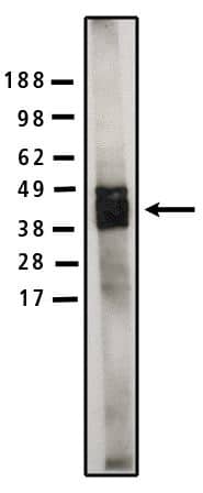 Sphingomyelin synthase 1 Antibody