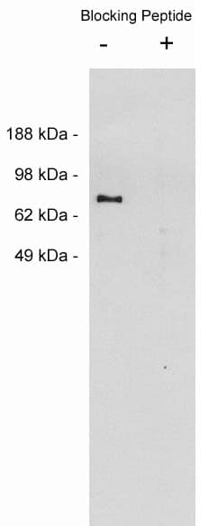 Netrin-1 Antibody