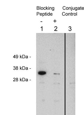 FHL2 Antibody