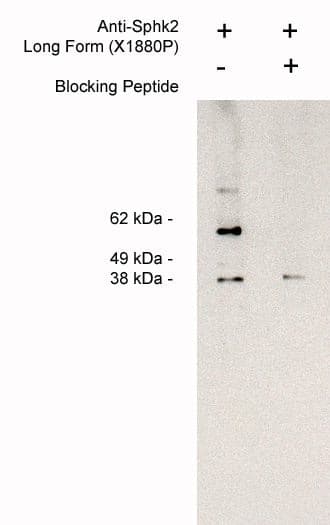 Sphingosine Kinase 2/SPHK2 Antibody