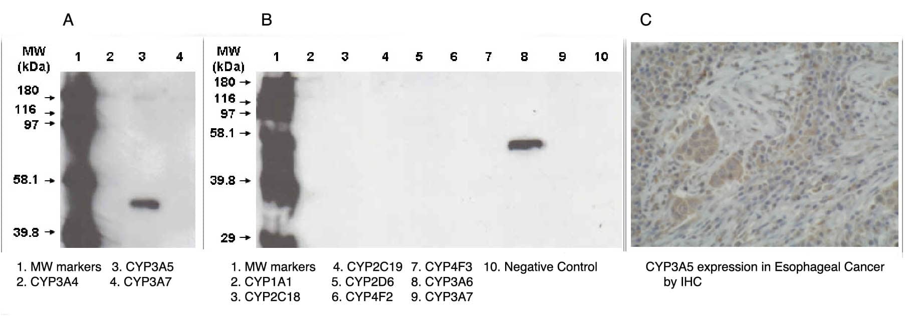 Cytochrome P450 3A5 Antibody (F18 P3 B6)