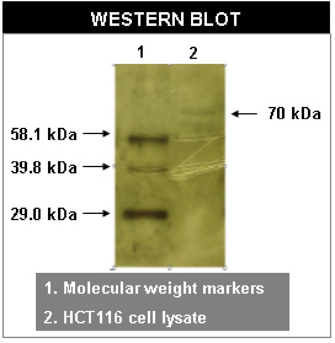 Ryk Antibody (F35 P7 D7 F5)