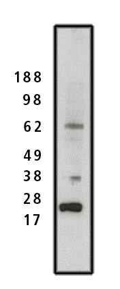 COL4A3BP Antibody