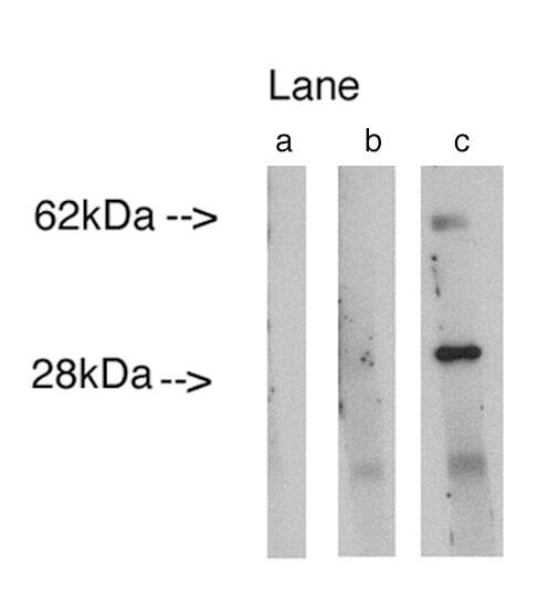 LASS4 Antibody