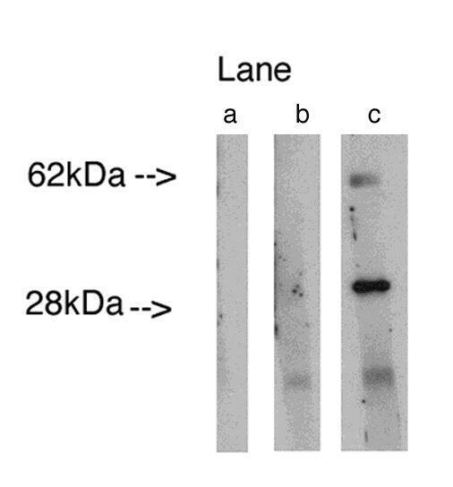 LASS4 Antibody