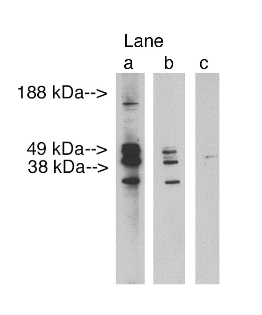 LASS3 Antibody