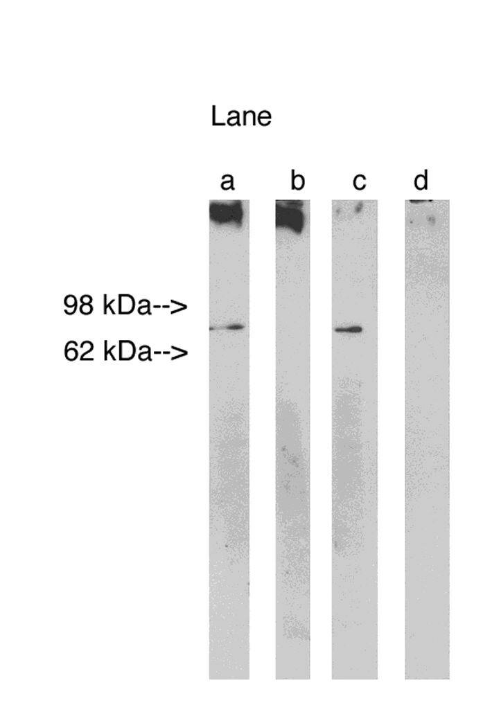 LASS1 Antibody