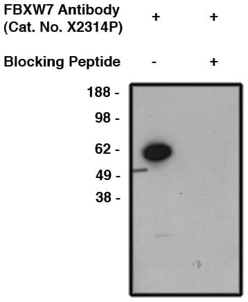 FBXW7/Cdc4 Antibody