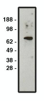 NHE1/SLC9A1 Antibody