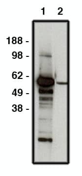 FBXW7/Cdc4 Antibody