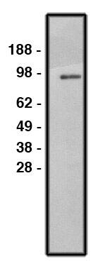 NHE1/SLC9A1 Antibody