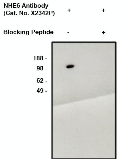 NHE6/SLC9A6 Antibody