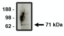 Numb Antibody