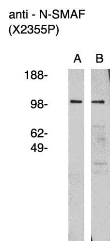 NSMAF Antibody