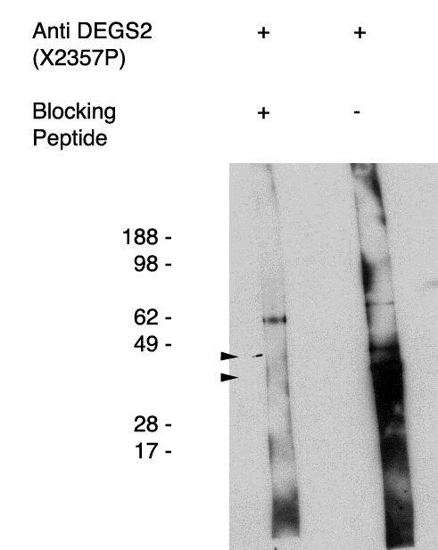 DEGS2 Antibody