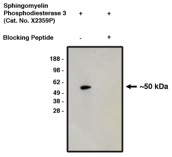 SMPD3/NSMase2 Antibody