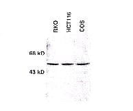 Chk1 Antibody