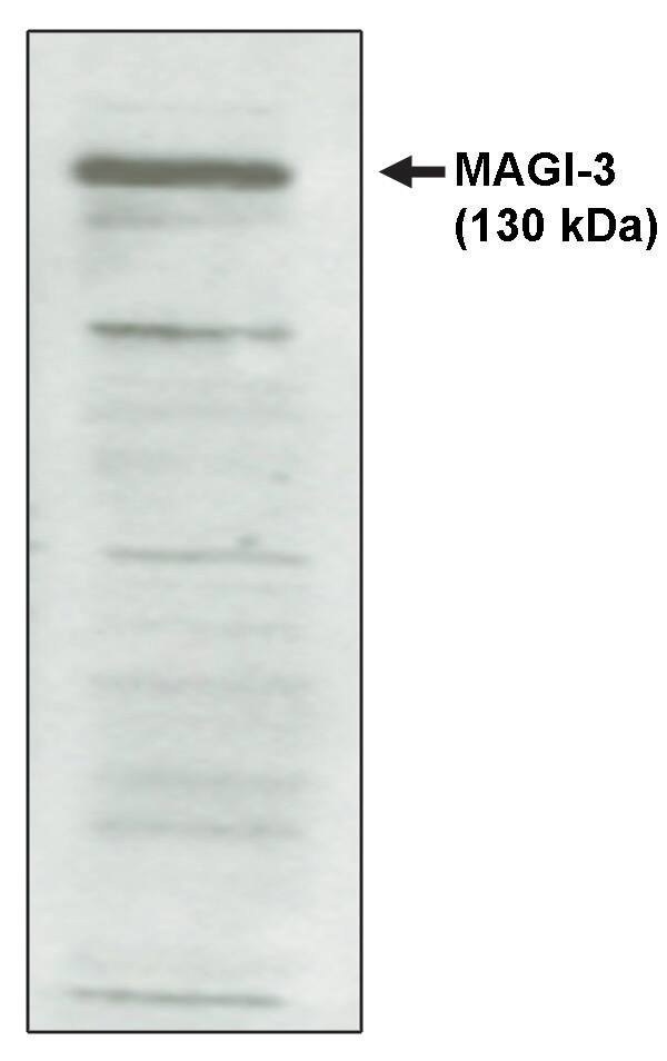 MAGI3 Antibody